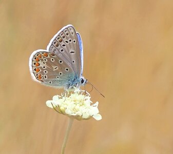 Polyommatus icarus males mood