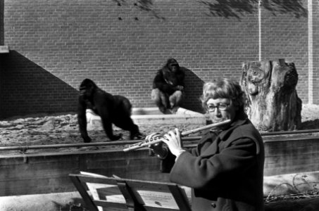 Ellen Mac Gillavry (concertfluitiste) speelt voor gorillas in Wassenaars Dierenp, Bestanddeelnr 927-4832
