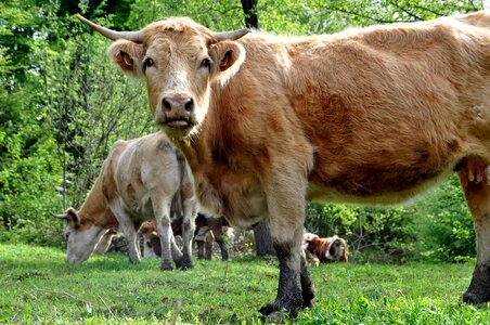 Animal pasture herd