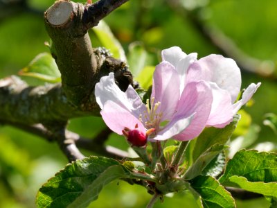 Elstar Freilichtmuseum Roscheider Hof Blüte H6