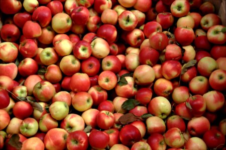 Elstar Äpfel 2