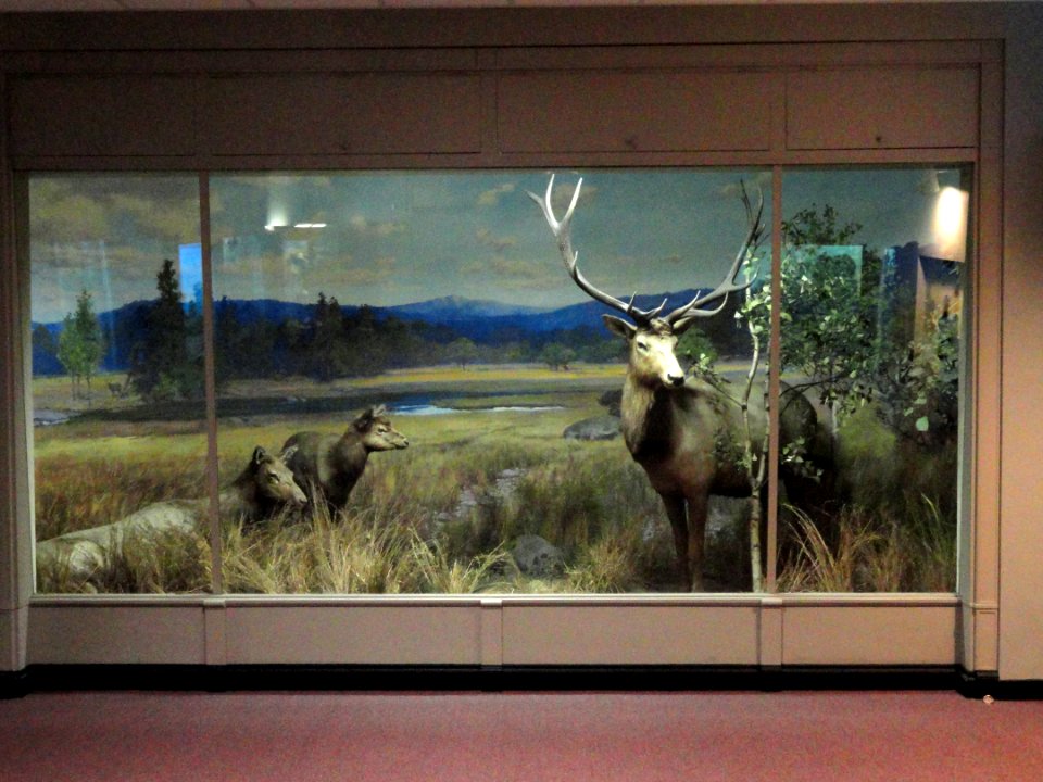 Elk diorama - Springfield Science Museum - Springfield, MA - DSC03420