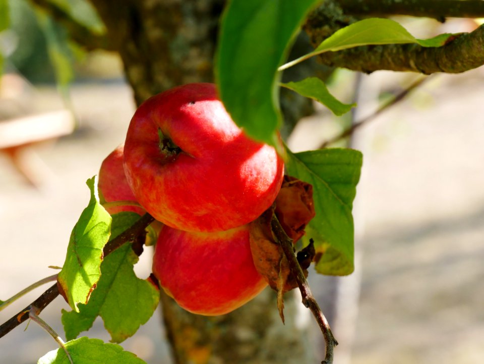 Elstar Freilichtmuseum Roscheider Hof Frucht H4