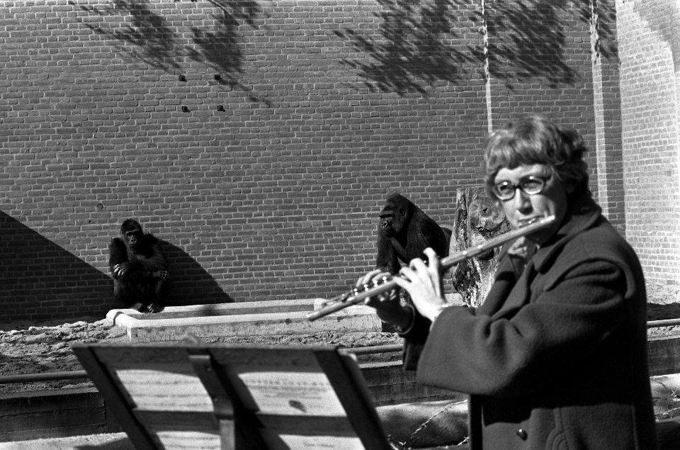Ellen Mac Gillavry (concertfluitiste) speelt voor gorillas in Wassenaars Dierenp, Bestanddeelnr 927-4834