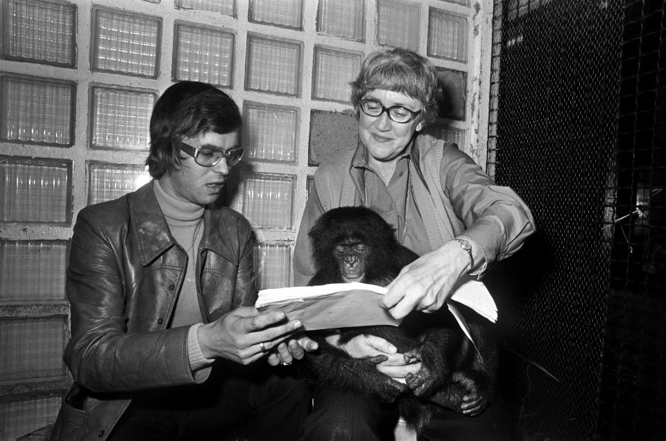Ellen Mac Gillavry (concertfluitiste) speelt voor gorillas in Wassenaars Dierenp, Bestanddeelnr 927-4836