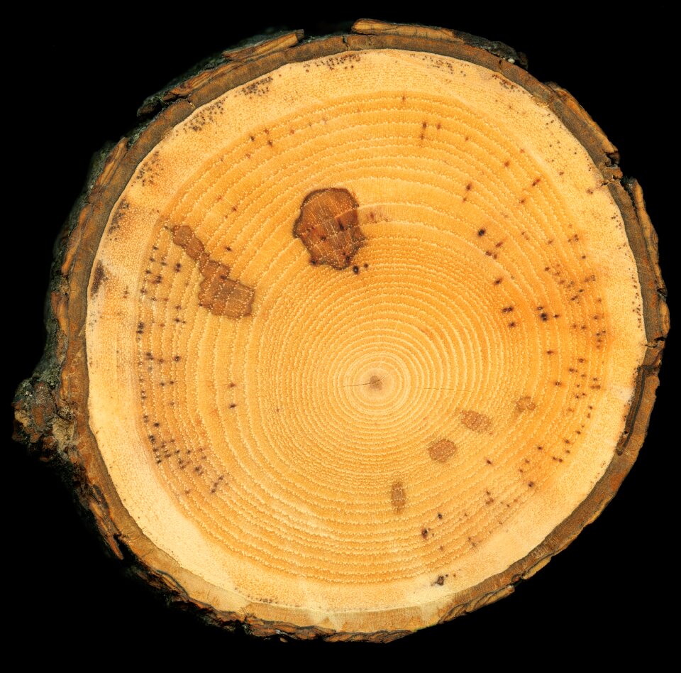 Cut wood bark
