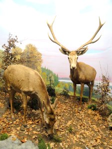 Elk diorama - Naturmuseum Senckenberg - DSC02145