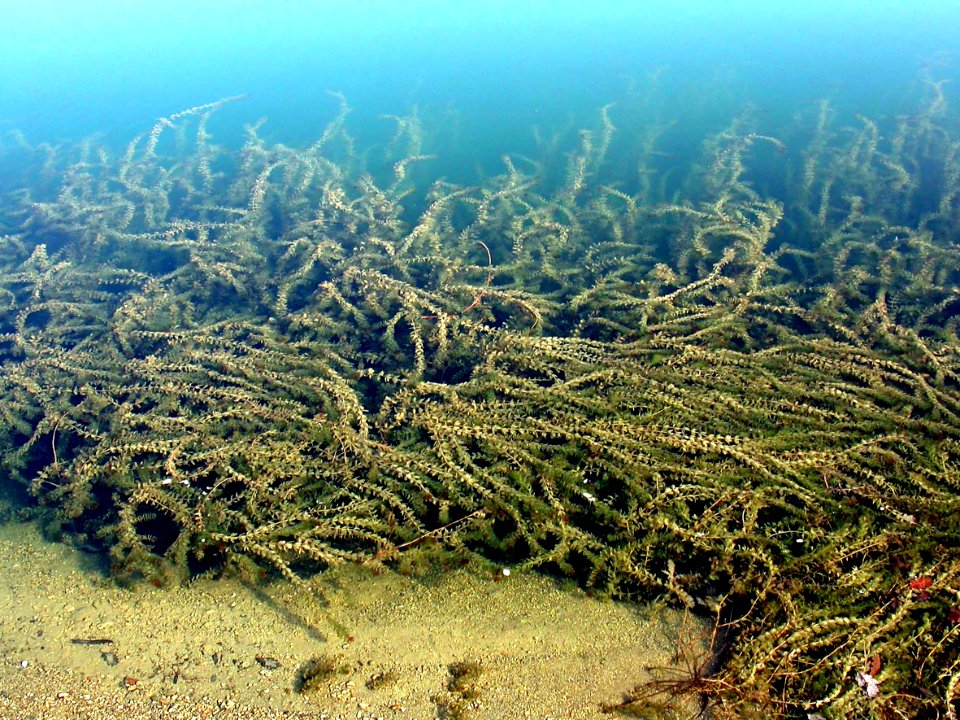 Elodea canadiensis