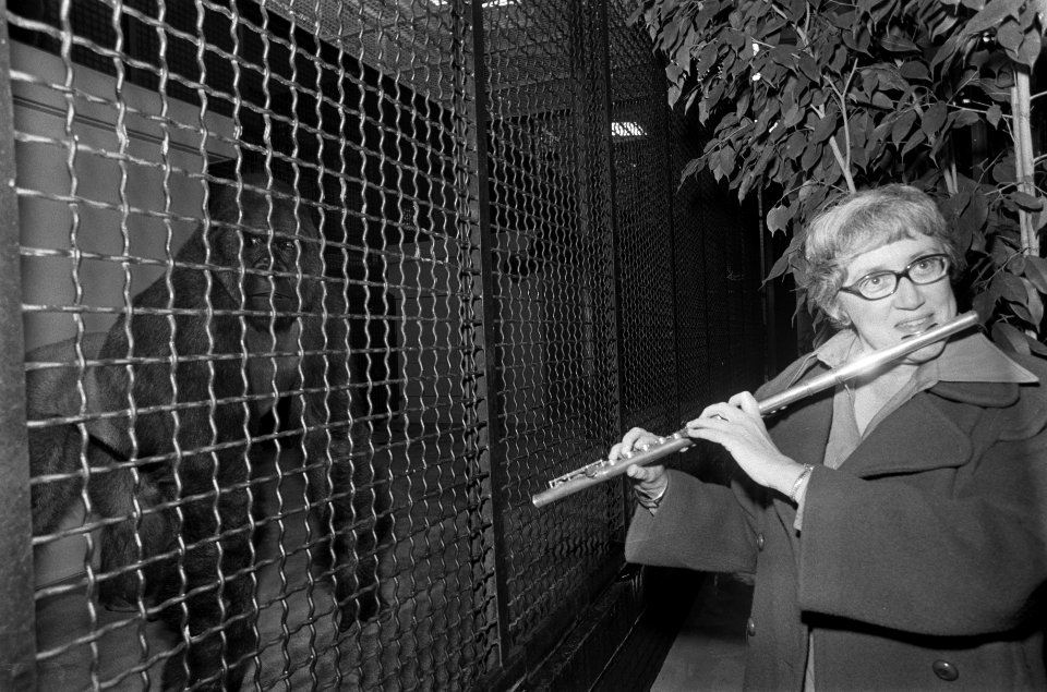 Ellen Mac Gillavry (concertfluitiste) speelt voor gorillas in Wassenaars Dierenp, Bestanddeelnr 927-4835