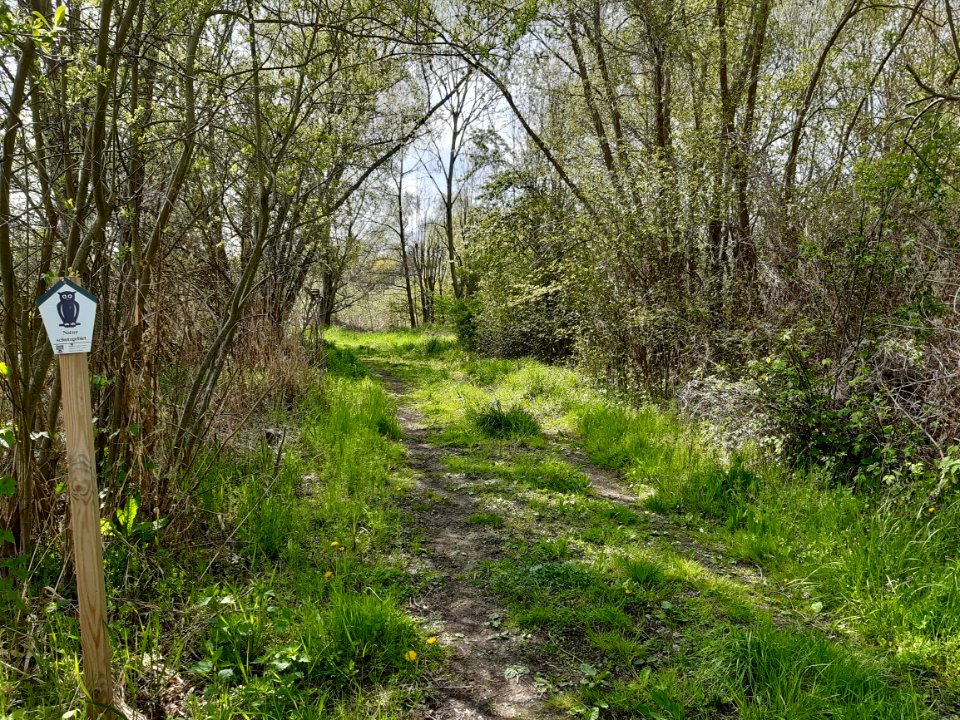 Elsteraue bei Döllnitz (1)