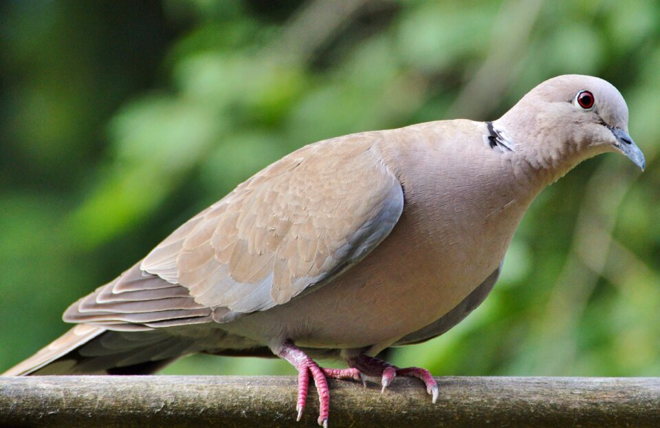 City pigeon foraging poultry