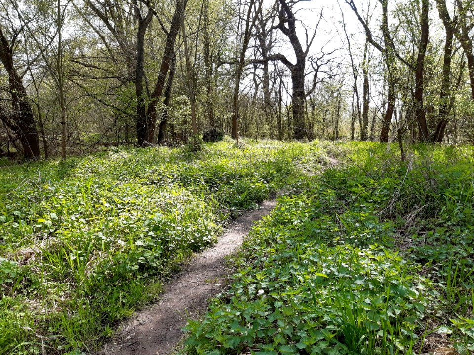 Elsteraue bei Döllnitz (2)