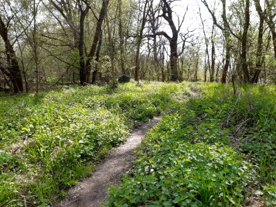 Elsteraue bei Döllnitz (2)