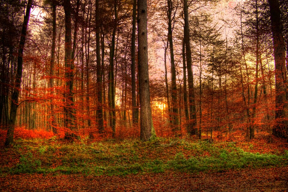 Abendstimmung nature twilight