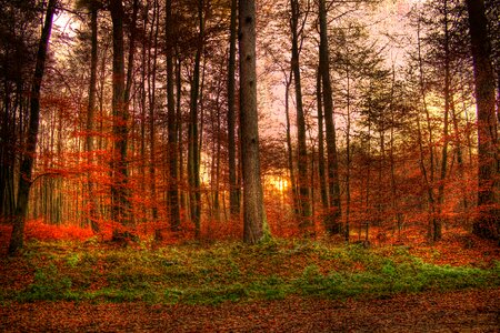 Abendstimmung nature twilight photo