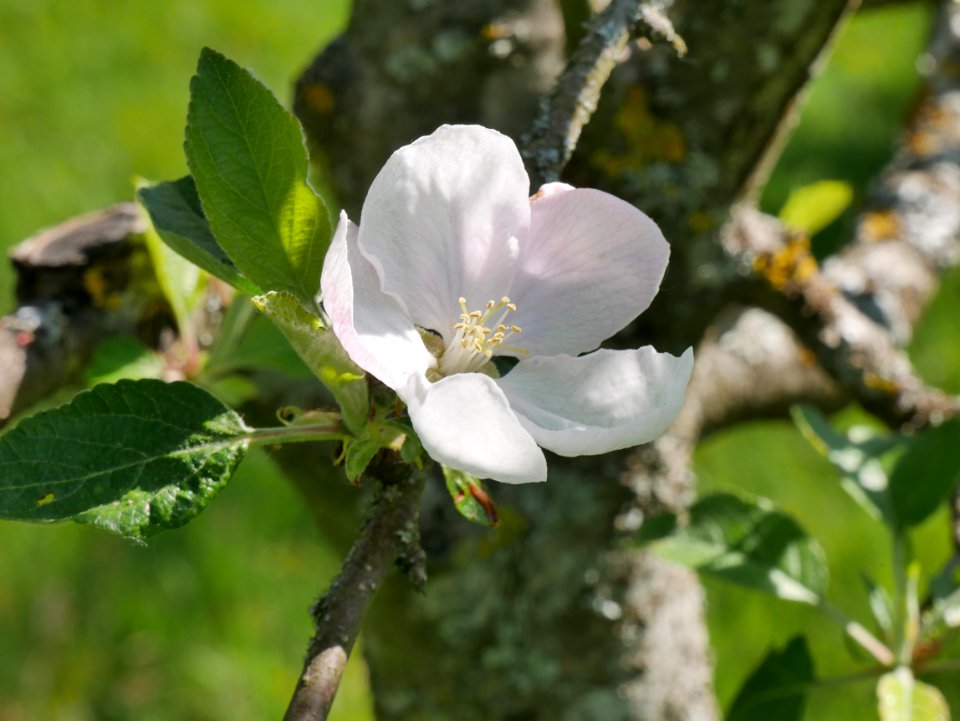 Elstar Freilichtmuseum Roscheider Hof Blüte H7
