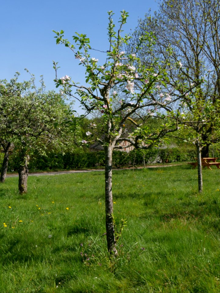 Elstar Freilichtmuseum Roscheider Hof Ganzer Baum H1