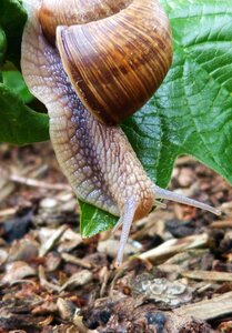 Nature mollusk slowly