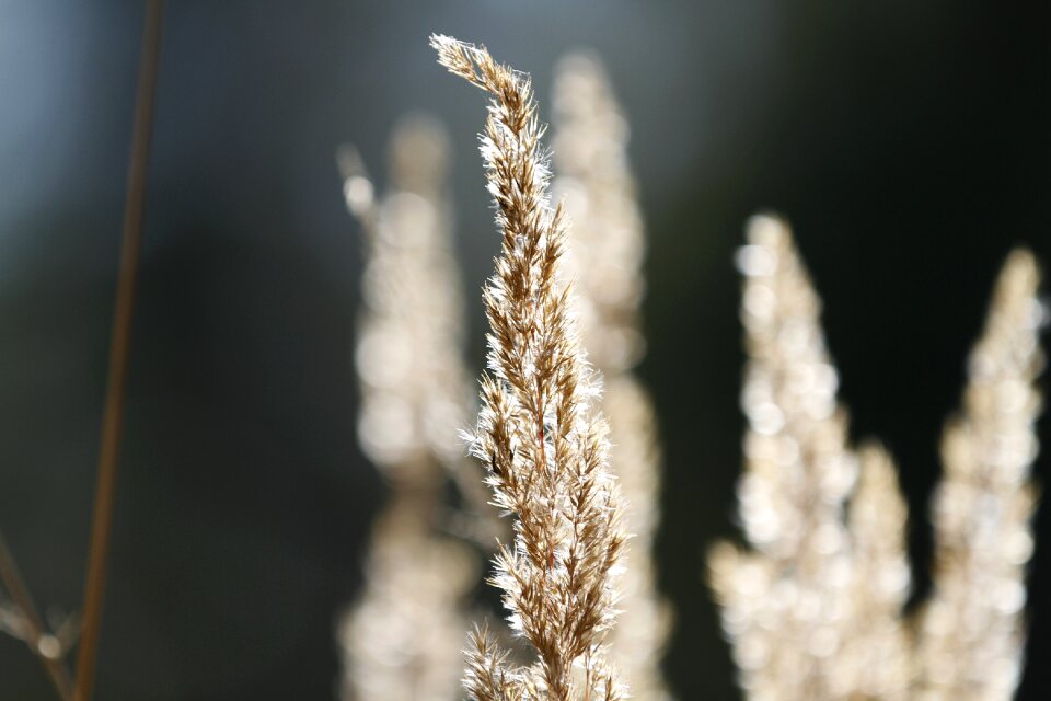 Forest summer grass