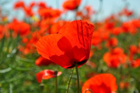 Poppy nature field photo