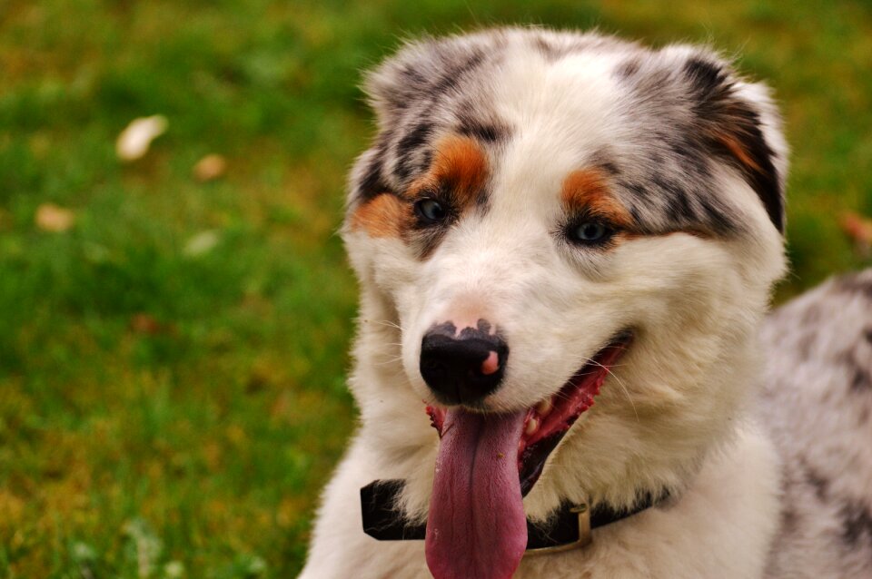 Playful cute playing dog