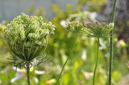 Nature plant inflorescence