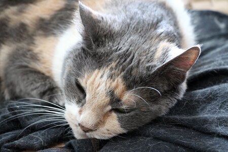 Cute domestic gray