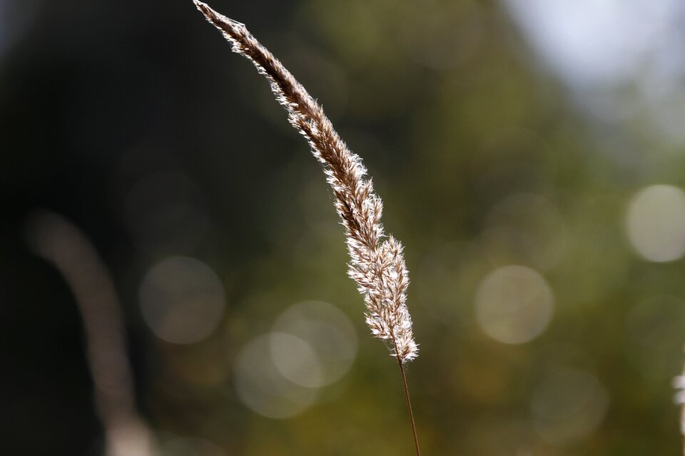 Forest summer grass