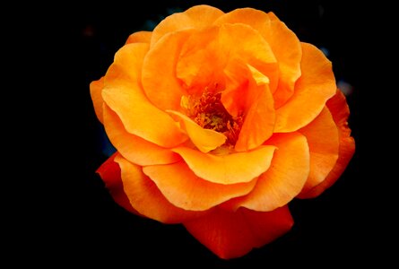 Bloom rosebud orange rose photo