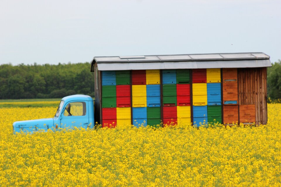 Healthy food yellow rapeseed meadow agriculture