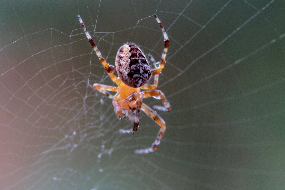 Cobweb spider macro close up