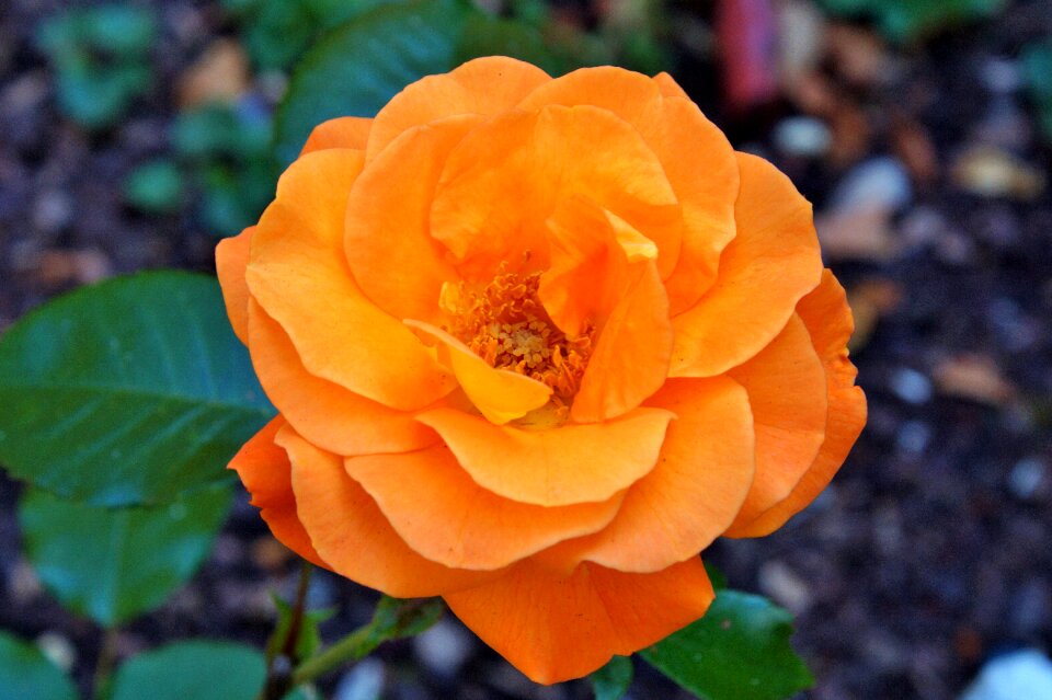Bloom rosebud orange rose