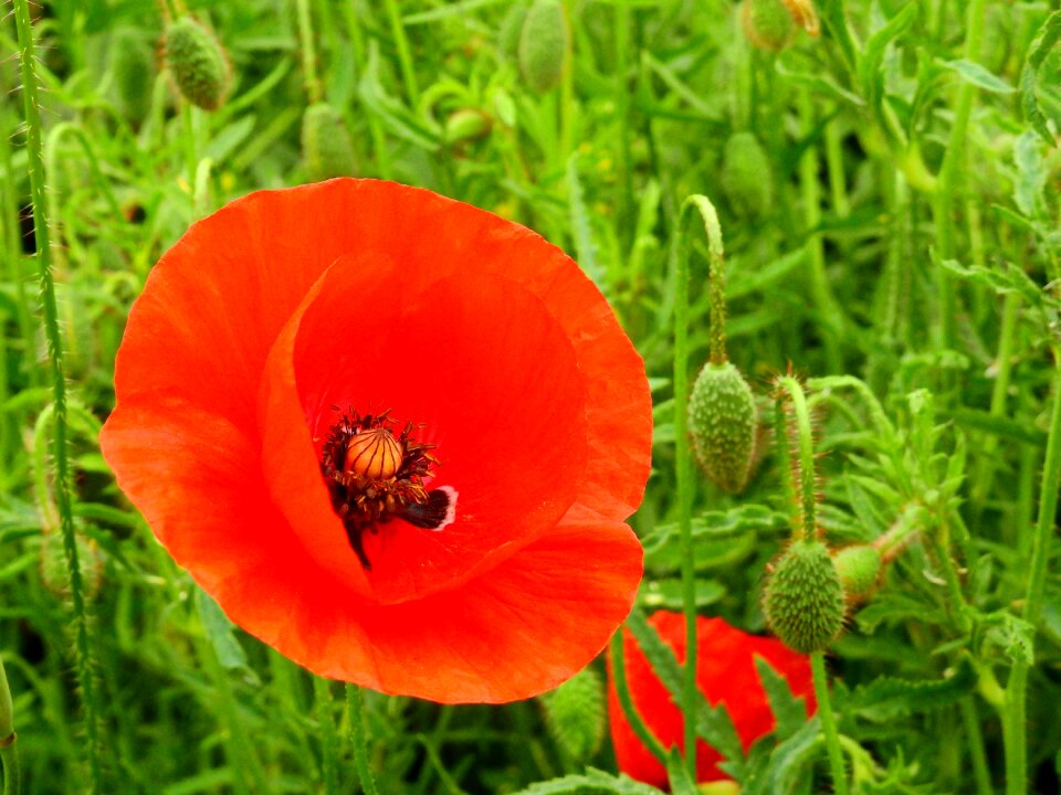 Flowers spring spring meadow