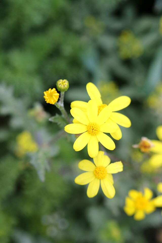 Garden plant flowers photo