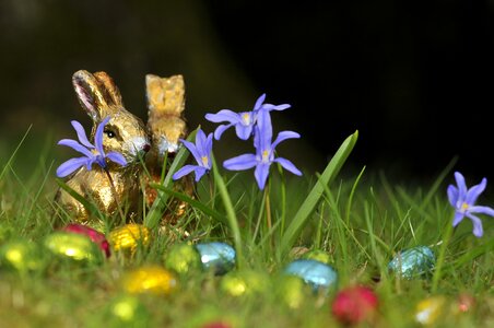 Grass spring gold photo