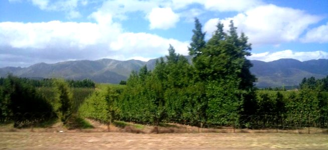 Elgin Valley - South Africa 4