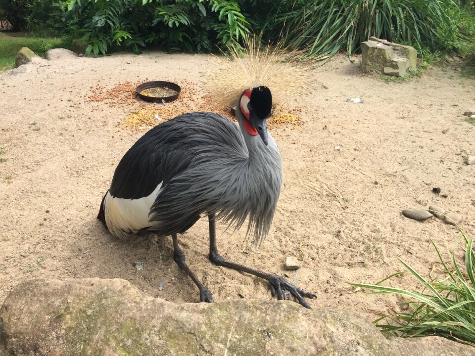 Common crane bird animal