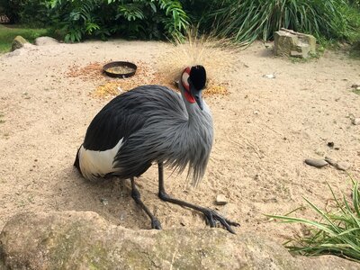Common crane bird animal