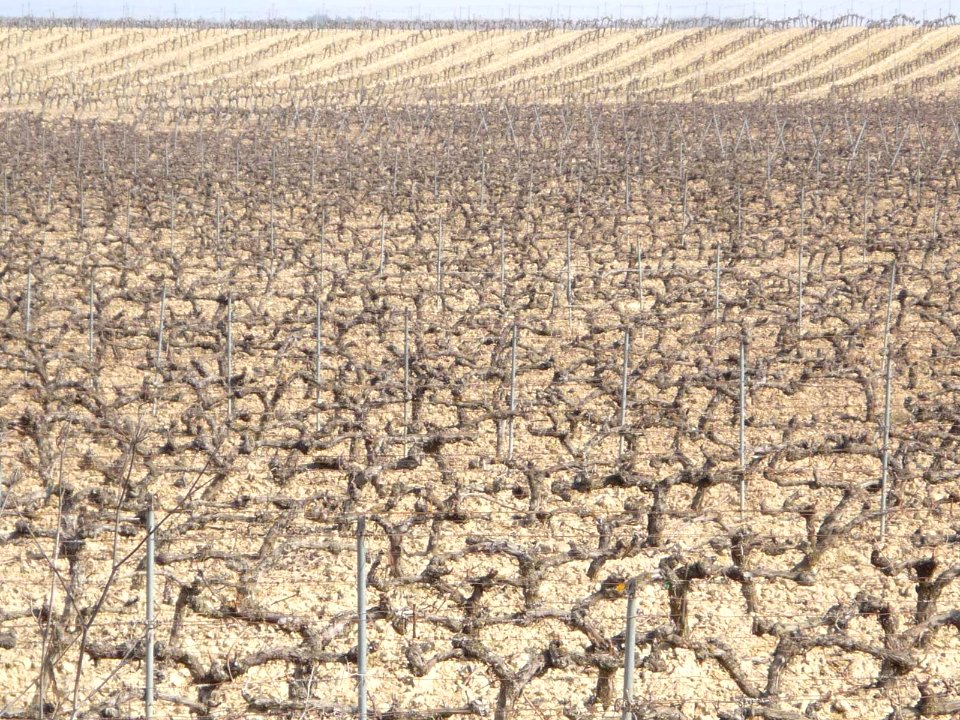 Elciego - viñedos 05