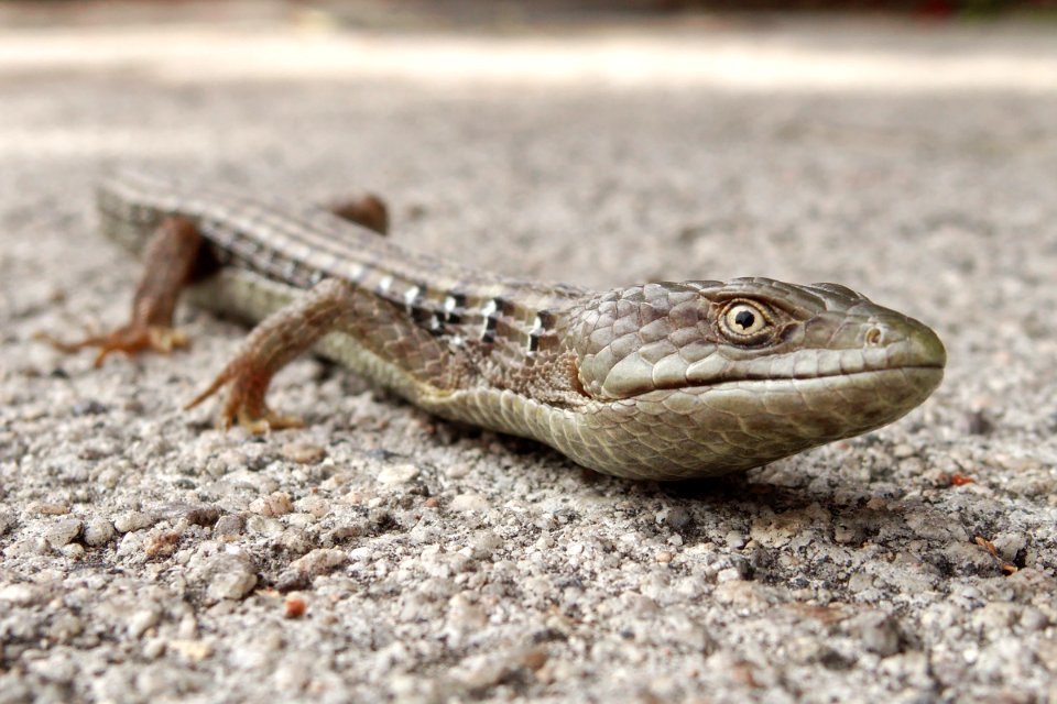 Elgaria multicarinata in San Fernando Valley 2015-03-22