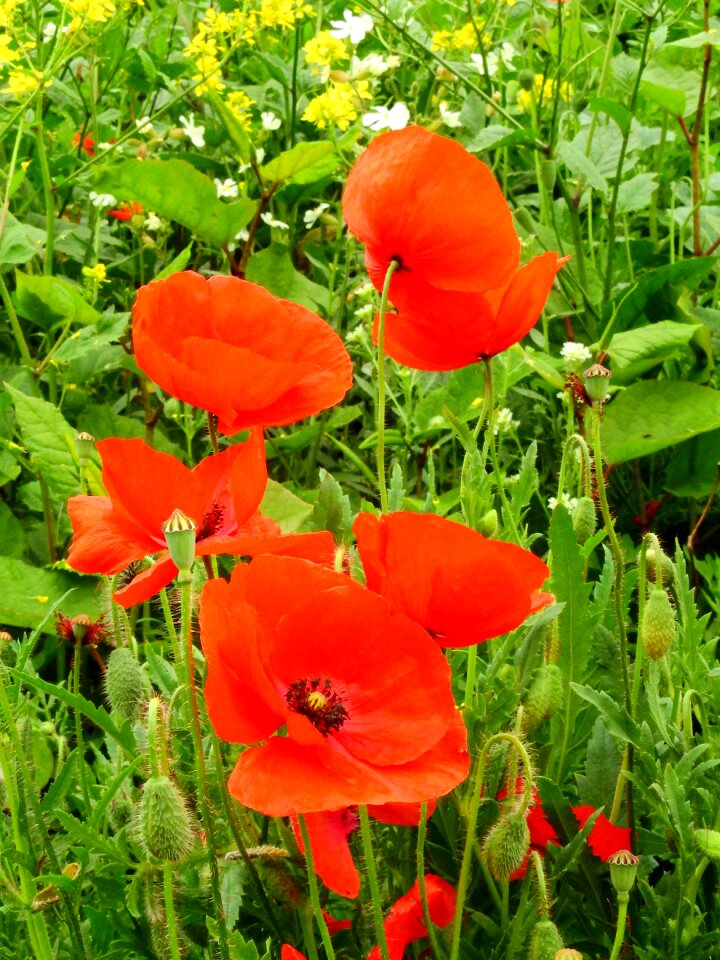 Flowers spring spring meadow