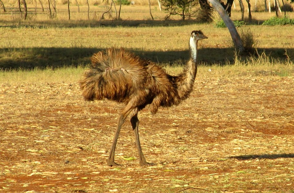 Emeu à Carnarvon
