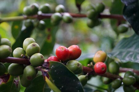 Coffee bean coffee without harvesting chapoleo photo