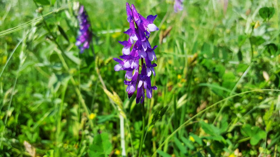 Tufted vetch cow vetch bird vetch