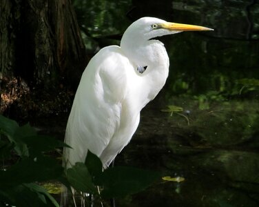 Large heron wetlands photo