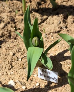 Emerging Tulipa 'Blue Diamond' 2015 01