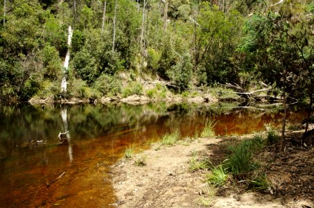 Emu-River-Fern-Glade-20071225-004