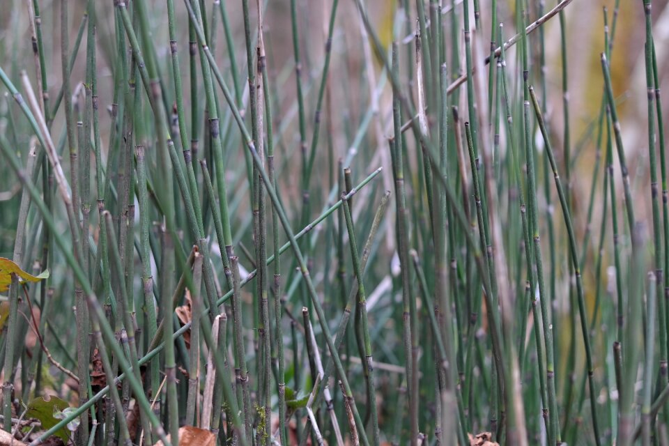 Equisetum plant forest