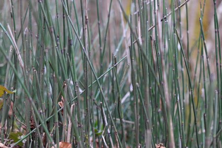 Equisetum plant forest