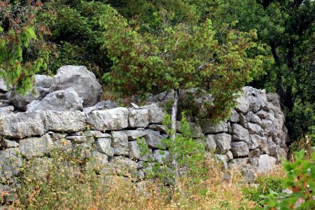 En bordure du sentier